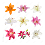 LILY 57 10 69 R&eacute;glette 2 Spots avec IA + PDF