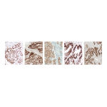 Roche Staining Colorectal Tissue for VENTANA MMR IHC Panel (OUS) Manuel utilisateur