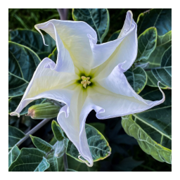 Moon Flower II