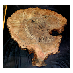 FORS WA 1241 Guide d'utilisation | AI Chat | Fixfr