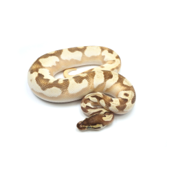 Python 950 Manuel utilisateur | Fixfr